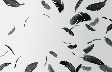 Many Black Bird Feathers Floating in The Sky. Softness of Feathers falling in Heavenly. Feathers on Gray Background.