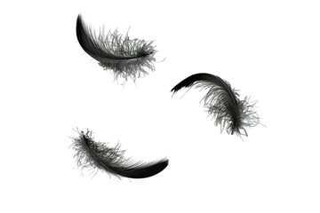 Abstract Black Feathers Falling in The Air. Fluffy Downy, Softness of Floating Feathers. Feathers...