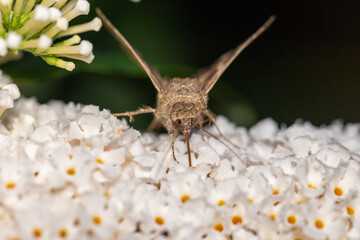 A macro photograph captures a hoverfly on fragile white flowers, showcasing the exquisite beauty of...