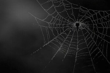 Fototapeta premium Halloween background. A delicate spider web glistens softly in the darkness, showcasing intricate patterns against a velvety black backdrop illuminated by gentle light