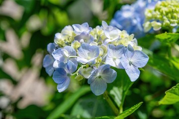 光を浴びて輝く満開の淡いブルーのアジサイ