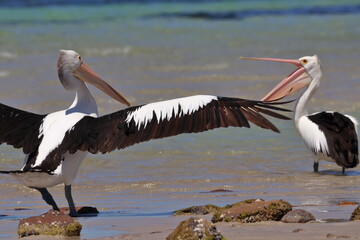 australian pelican