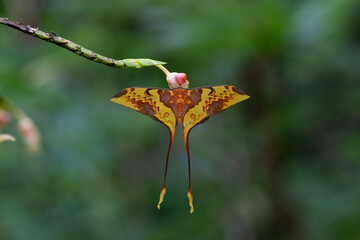 Yellow and orange long-tailed butterfly on green background