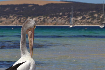 australian pelican