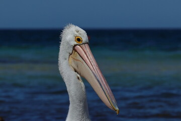 australian pelican