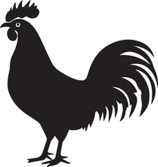 rooster isolated on white