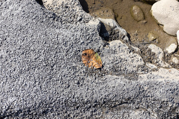 the structure of the rock bottom is a shallow mountain river, a stone shelf, a sunny day