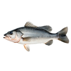 Fototapeta premium Discover the beauty of fish, showcasing vibrant colors and unique shapes against a white background for a striking effect.