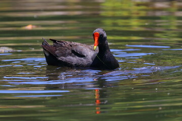 dusky moorhen