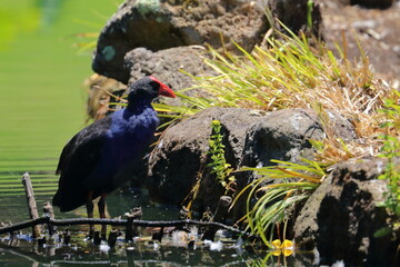 purple swamphen
