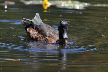 australian duck