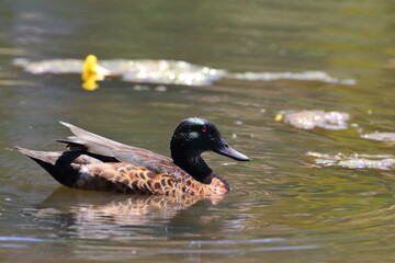 australian duck
