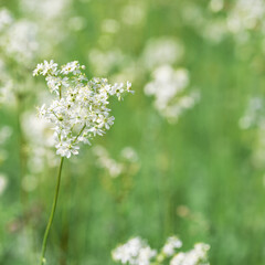Fototapeta premium Flowering plant with white flowers grow on meadow or green field, closeup botanical scenic, beauty nature summer wallpaper, floral background. Filipendula ulmaria for herb medicine as medical remedy