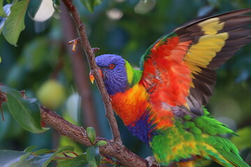 rainbow lorikeet