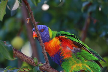 rainbow lorikeet