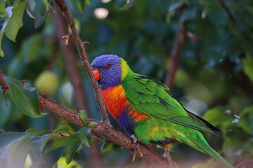 rainbow lorikeet