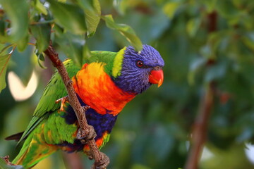 rainbow lorikeet