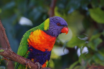 rainbow lorikeet