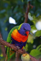 rainbow lorikeet