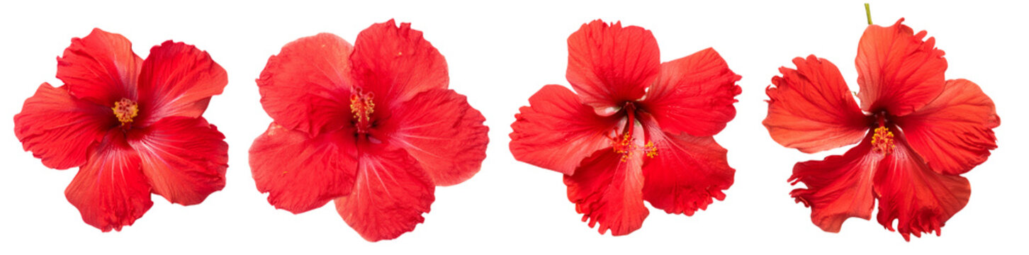 Fototapeta Four vibrant red hibiscus flowers, white isolated background.