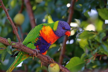 rainbow lorikeet