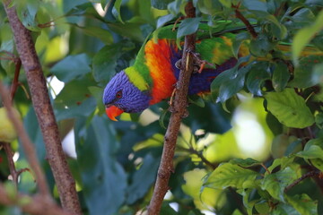 rainbow lorikeet