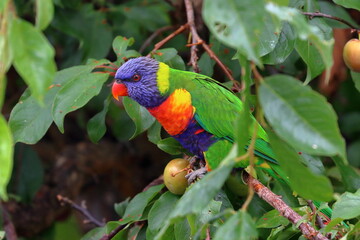 rainbow lorikeet