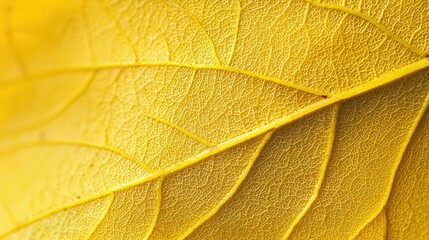 Obraz premium Close-up of a yellow leaf