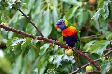 rainbow lorikeet