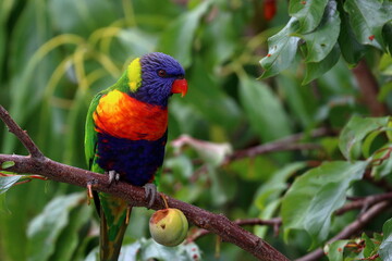 rainbow lorikeet