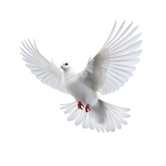 Obraz premium A dove flying in the sky isolated on transparent background