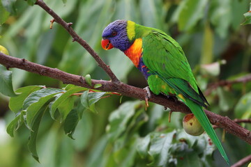 rainbow lorikeet