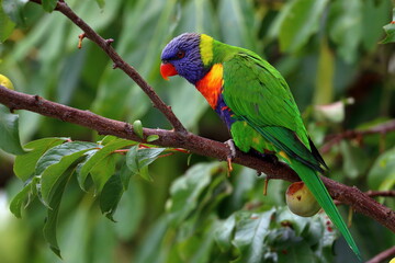 rainbow lorikeet