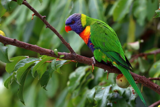 rainbow lorikeet