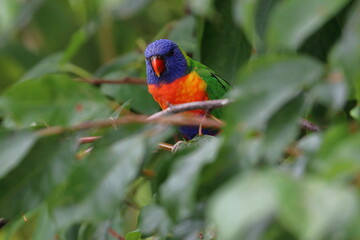 rainbow lorikeet