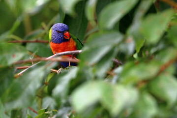 rainbow lorikeet