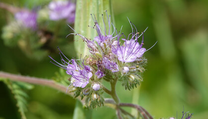 Flowers of the plant Phacelia tanacetifolia