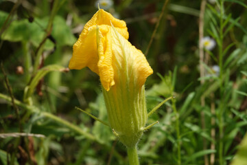 Pumpkin blooming yellow flower in summer
