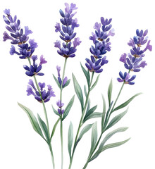 A bouquet of purple lavender flowers. The flowers are purple and green, and they are arranged in a way that makes them look like they are growing out of the ground