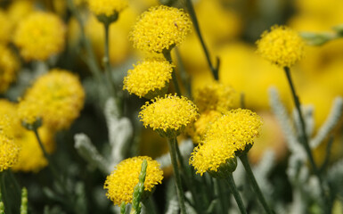 Flowers Santolina Graceful