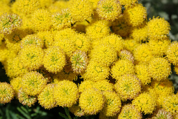 Flowers Santolina Graceful