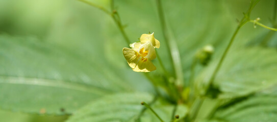 Touch-me-not with delicate flowers