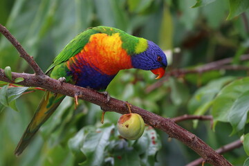 rainbow lorikeet