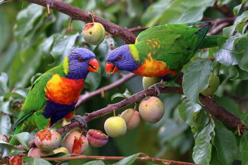 rainbow lorikeet