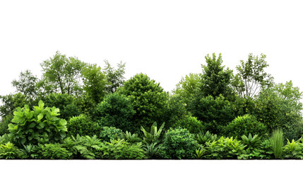 A lush green forest with various foliage and trees, creating a natural and vibrant backdrop.