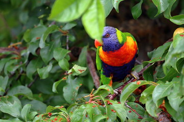 rainbow lorikeet