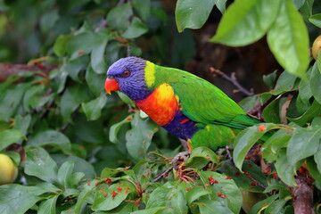rainbow lorikeet
