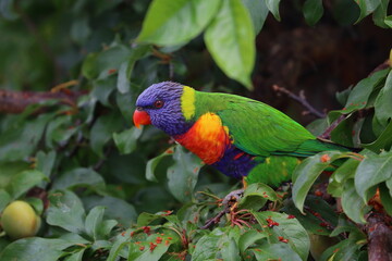 rainbow lorikeet