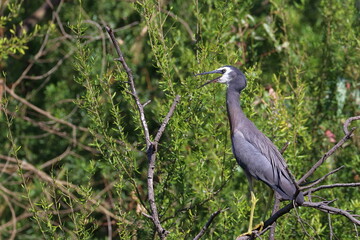 white-faced heron