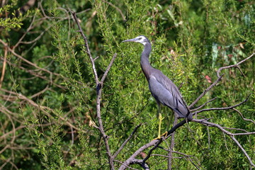 white-faced heron